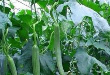 丝爪什么时候种 丝瓜在一年四季中都能种植 - 识趣