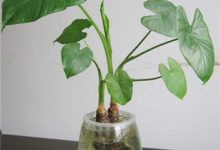 滴水观音的根埋多深好 - 识趣