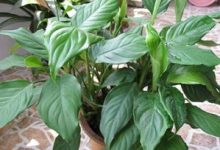 万年青叶子下垂怎么办 - 识趣