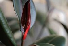 橡皮树的四季养护方法 - 识趣