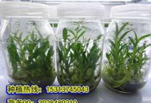 铁皮石斛怎么养护，铁皮石斛需要修剪吗 - 识趣