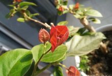 杜鹃开花期间施什么肥,能喷磷酸二氢钾吗 - 识趣