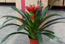 鸿运当头夏天怎么养 - 识趣
