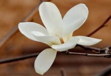 白兰花什么时候开花 - 识趣