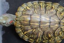 黄耳龟成体多大 - 识趣