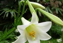 香水百合怎么施肥 - 识趣