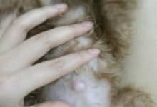 狗狗前腿腋下有疙瘩咋回事 - 识趣