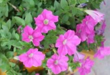 白色矮牵牛花语 - 识趣