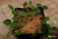 这些花趁着刚入秋赶紧修剪,花骨朵冒不停 - 识趣