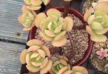 花不死就满足了?明明抬手一个动作就可以长得更好! - 识趣