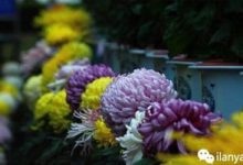 独本菊怎么养长的好 - 识趣