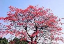 木棉春天怎么养 - 识趣