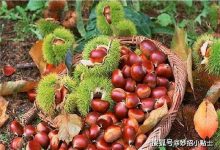 保存板栗一年还新鲜如初 同时分享炒板栗的小技巧 软糯香甜 - 识趣