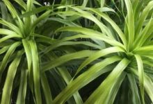 竹柏叶子发黄怎么办 黄叶枯萎的原因及补救办法 - 识趣