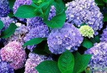 绣球花图片欣赏 - 识趣