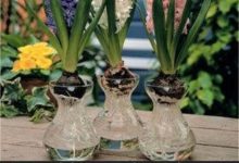 八角金盘怎么水培 建议选择矮的圆形玻璃器具作为水培容器 - 识趣