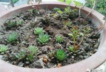 “肉”大十八变,她家的多肉从丑绿到美艳,到底经历了啥! - 识趣