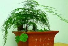 文竹怎么修剪整形 - 识趣