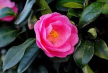 茶花开花期用啥肥 - 识趣
