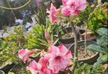 沙漠玫瑰烂根了怎处理 烂根了补救处理方法 - 识趣