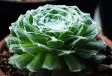 卷绢的养殖方法 - 识趣