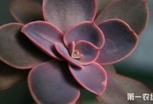 紫珍珠种子怎么种 - 识趣