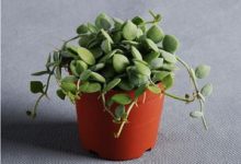 串钱藤扦插技巧 - 识趣