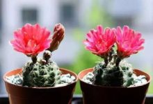 绯花玉的繁殖方法 - 识趣