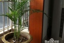 散尾葵如何换盆 - 识趣