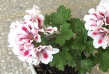 天竺葵夏天怎么养 - 识趣