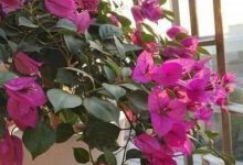 三角梅的品种特点 - 识趣