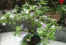 双色茉莉怎么施肥 - 识趣