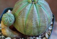 多肉布纹球怎么繁育 - 识趣