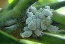 姬星美人生虫了怎么办 常见病虫害及防治方法 - 识趣