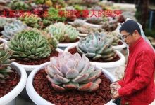 多肉暖棚的制作方法 - 识趣