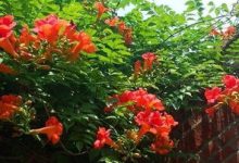 俄罗斯凌霄花种植时间 - 识趣