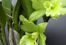 卡特兰生虫了怎么办 常见的虫害防治方法 - 识趣