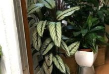 圆叶竹芋叶子发黄怎么办处理方法 黄叶枯萎的原因 - 识趣