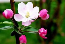 海棠花是什么季节开的 - 识趣