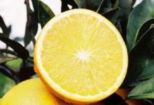 冰糖橙可以保存多久 - 识趣