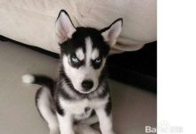 哈士奇咬人怎么办 - 识趣