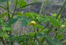 菊花决明子茶对肾有好处吗 缓解因肝经风热导致的不适 - 识趣