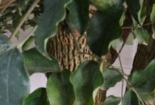 富贵树与菜豆树的区别 - 识趣