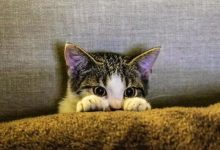 猫缓慢的眨眼睛 - 识趣