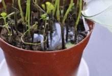 这“3种”水，别用来浇花，浇一盆枯一盆，肠子悔青 - 识趣