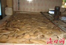 海南椰子果 - 识趣