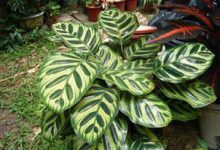 孔雀竹芋怎么施肥 - 识趣