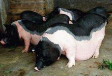 小耳花猪 - 识趣