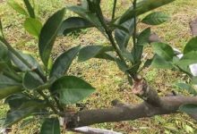 嫁接橘子树的方法 - 识趣