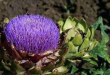 菊芋的作用和价值 - 识趣